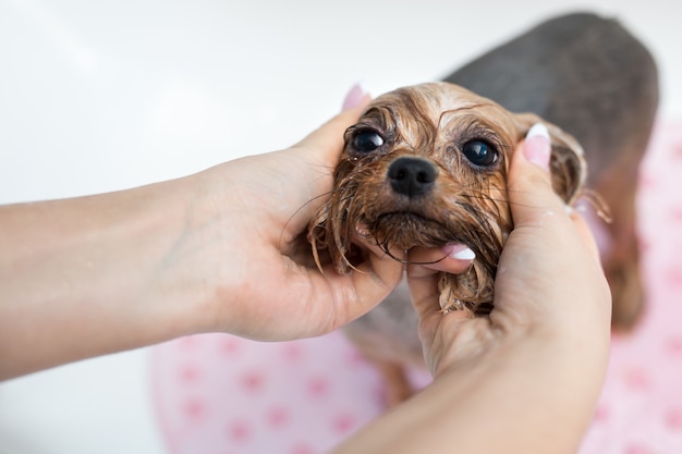 Yorkshire Terrier no banheiro no salão de beleza para cães