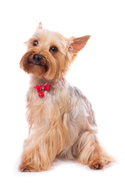 Yorkshire terrier no branco