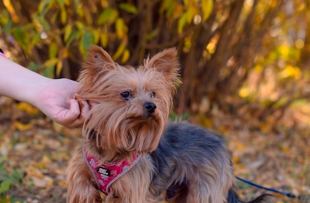 Yorkshire terrier no parque outono Um lindo cachorro Linda luz O cachorro tem doze anos Foco seletivo