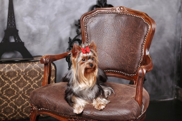 Yorkshire terrier olhando para a câmera