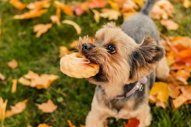 Yorkshire terrier en un paseo por un camino