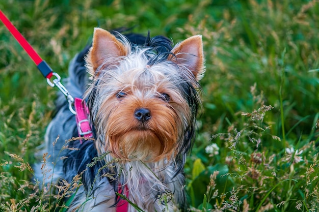 Yorkshire Terrier en un paseo por una raza británica de plomo de perro de juguete de tipo terrier