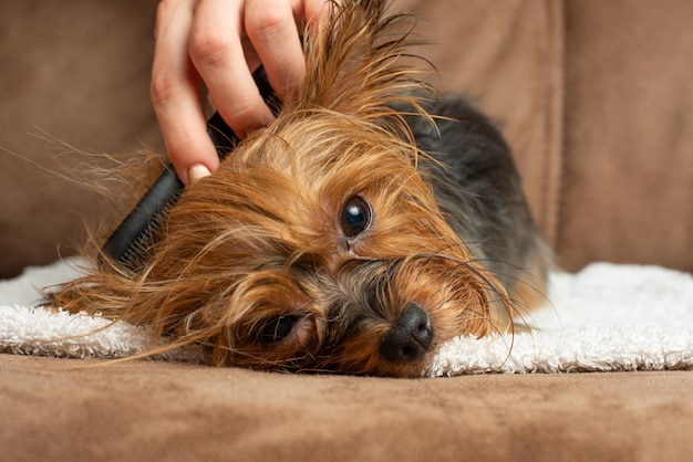 Yorkshire Terrier peina su cabello