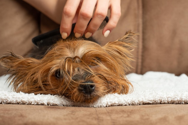 Yorkshire Terrier peina su cabello