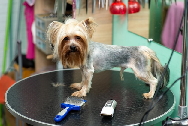 Yorkshire terrier peinado en el salón de aseo