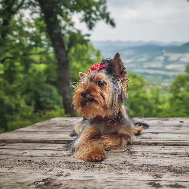 Yorkshire Terrier perro posa al aire libre