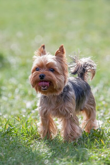 Yorkshire Terrier en un prado verde soleado muestra su lengua roja