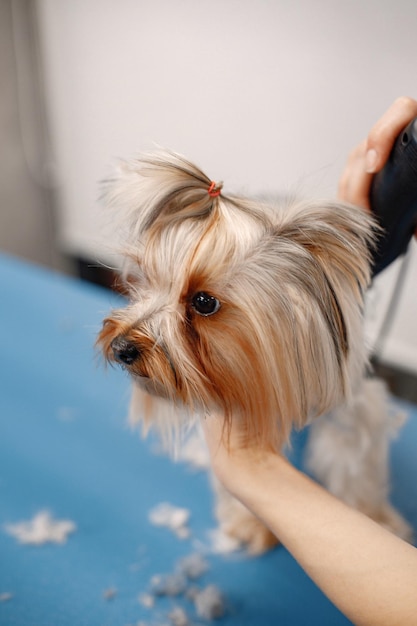 Yorkshire terrier recibiendo procedimiento en el salón de peluquería Foto recortada de un perrito Yorkshire terrier cachorro cortándose el pelo