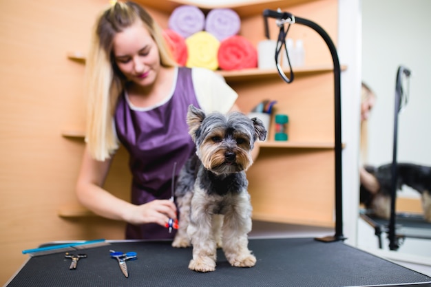 Yorkshire terrier en el salón de belleza