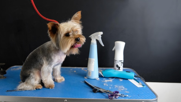 Yorkshire terrier en un salón de peluquería canina