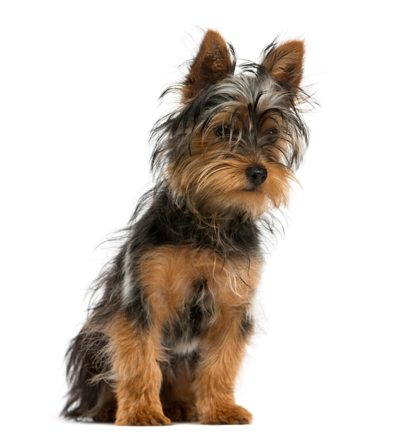 Yorkshire terrier sentado em frente a uma parede branca