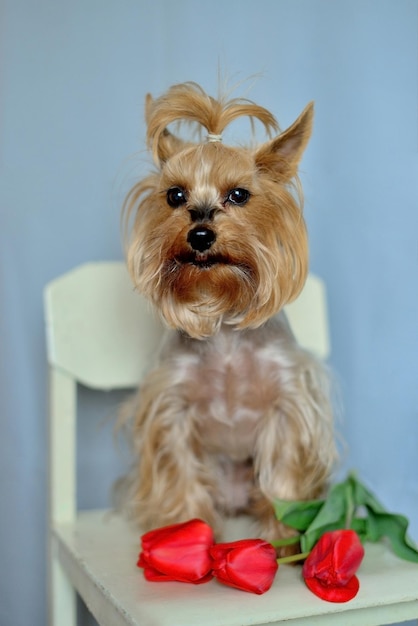 Yorkshire terrier sentado en una silla con tulipanes