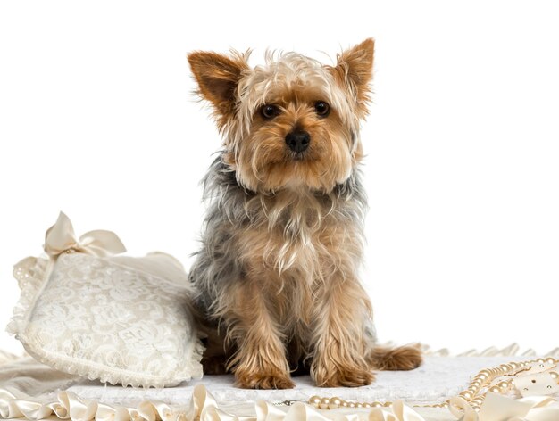 Yorkshire Terrier sentado sobre una alfombra aislado en blanco