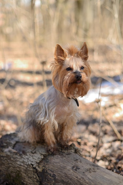 Yorkshire terrier sentado en un tronco en el parque