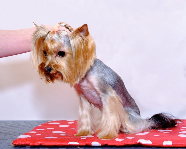 Un yorkshire terrier se sienta después de acicalarse con una coleta en la cabeza