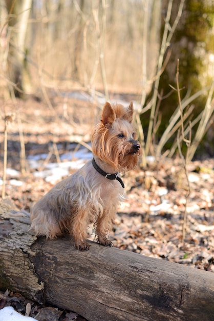 Yorkshire terrier se sienta en un tronco en el parque y mira a lo lejos