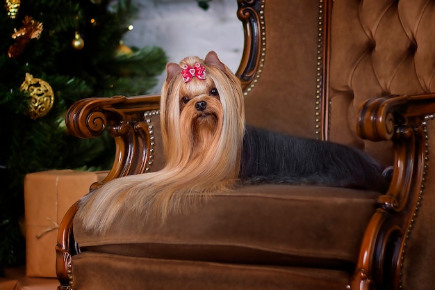 yorkshire terrier en una silla