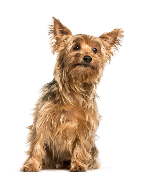 Yorkshire Terrier sitzt vor weißem Hintergrund