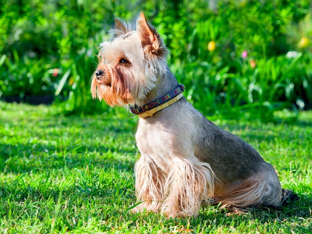 Yorkshire Terrier sobre hierba verde