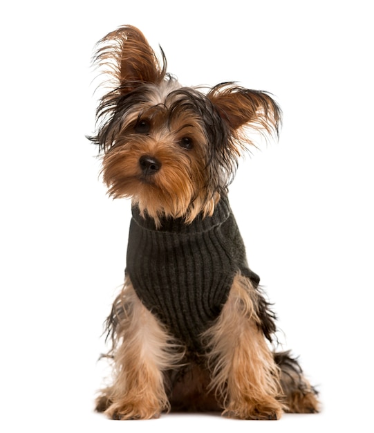 Yorkshire Terrier con un tirón sentado y mirando a la cámara aislada en blanco