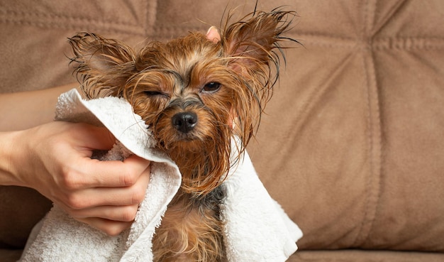 Yorkshire Terrier con toalla blanca después del baño