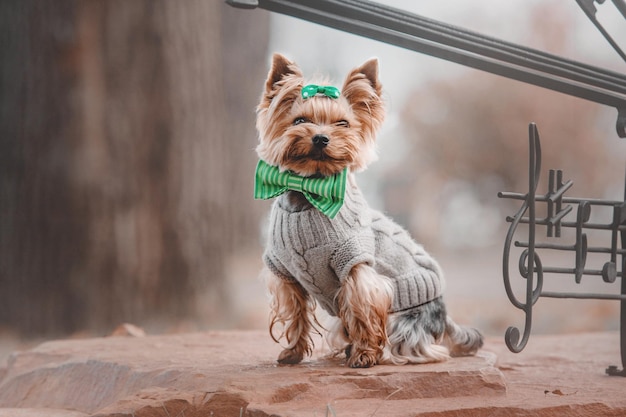 Yorkshire Terrier trägt einen Pullover im Herbsthintergrund