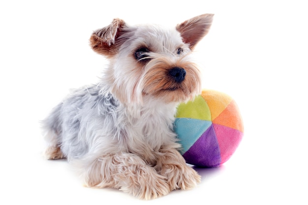 Yorkshire-Terrier und Ball