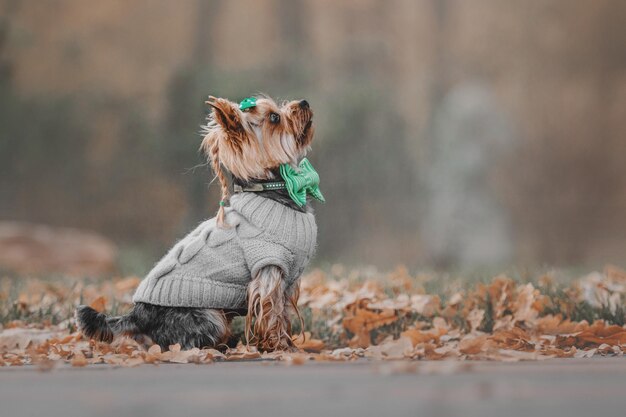 Yorkshire terrier vestindo um suéter no fundo do outono