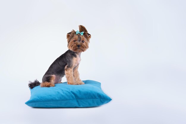 Yorkshire terrier vista lateral sentado en una almohada sobre un fondo claro