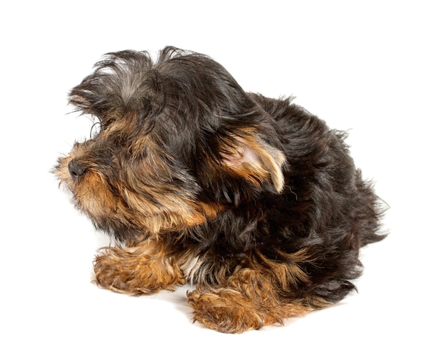 Yorkshire Terrier Welpe 3 Monate vor einem weißen Hintergrund