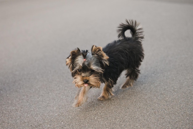 Yorkshire-Terrier-Welpe, der im Freien läuft. Fröhlicher kleiner Hund.