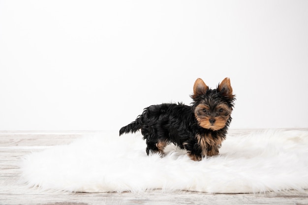 Yorkshire Terrier Welpe im Raum auf dem Teppich. Platz für Text