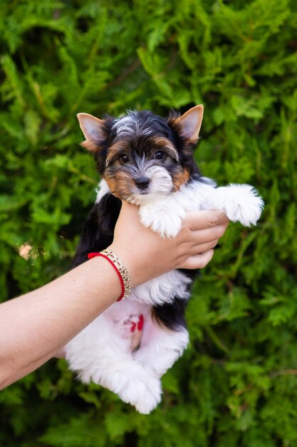 Yorkshire-Terrier-Welpe in den Händen auf einem grünen Hintergrund unter Sonnenlicht