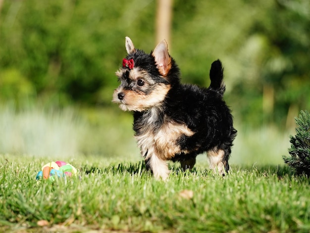 Foto yorkshire terrier welpe läuft auf grünem gras cute hund welpe sitzt auf grünen gras haustiere