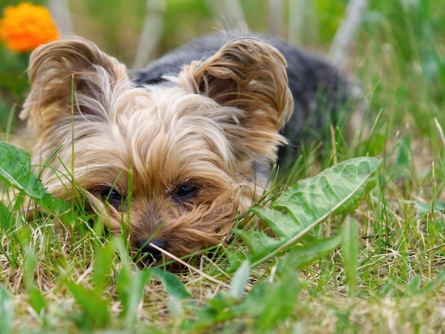 Yorkshire Terrier Welpe liegt im niedrigen Frühlingsgras in der Nähe von Blumen Lustiger kleiner Yorker Welpe auf goldener Stundenzeitfotografie