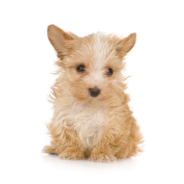 Yorkshire Terrier Welpe mit 2 Monaten. Hundeporträt isoliert