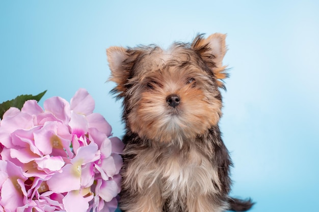 Yorkshire-Terrier-Welpe mit einem Strauß Frühlingsblumen auf blauem Hintergrund