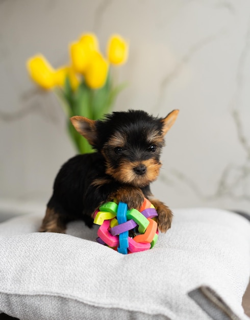 Yorkshire Terrier Welpe sitzt auf grauem Kissen neben Spielzeug Süßes Haustier