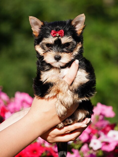 Foto yorkshire terrier welpe sitzt in den armen von mädchen inmitten von rosa blumen cute dog kopieren sie platz für text