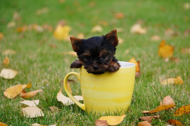 Yorkshire Terrier Welpe sitzt in einer gelben Tasse auf einem grünen Rasen Lustiger spielerischer Welpe Haustiere