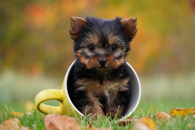 Yorkshire Terrier Welpe sitzt in einer gelben Tasse auf einem grünen Rasen Lustiger spielerischer Welpe Haustiere