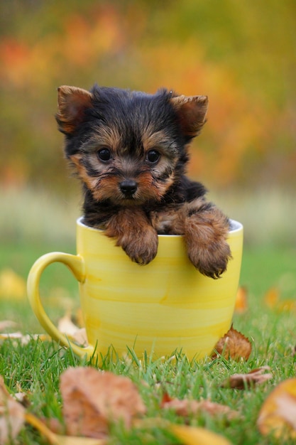 Yorkshire Terrier Welpe sitzt in einer gelben Tasse auf einem grünen Rasen Lustiger spielerischer Welpe Haustiere