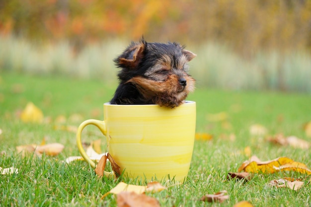 Yorkshire Terrier Welpe sitzt in einer gelben Tasse auf einem grünen Rasen Lustiger spielerischer Welpe Haustiere