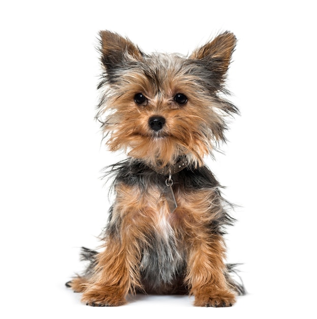 Yorkshire-Terrier-Welpe sitzt vor weißem Hintergrund