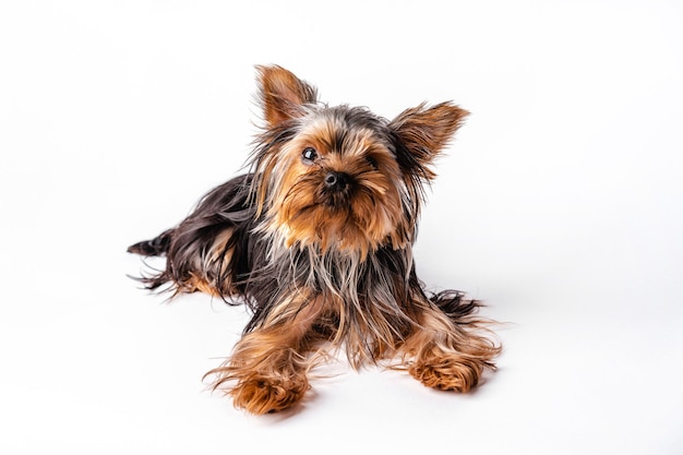 Yorkshire Terrier Welpe sitzt.