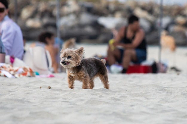 Yorkshire terrier yorkie mix cachorro brincando e nadando na praia