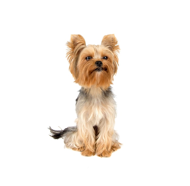 Yorkshire-Terrier