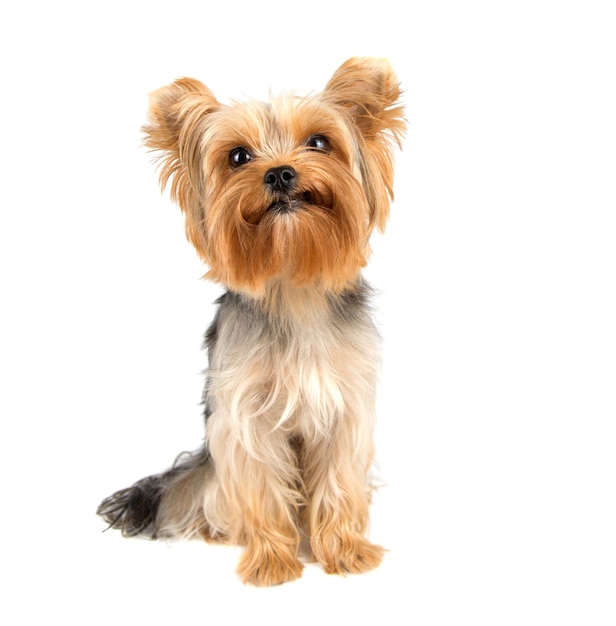 Yorkshire-Terrier