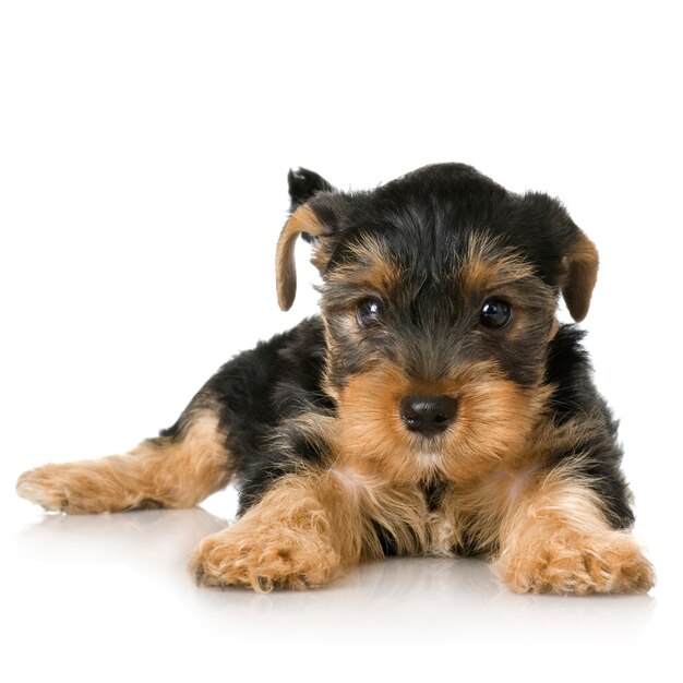 Yorkshire Terrier