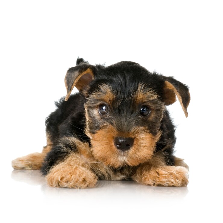 Foto yorkshire-terrier